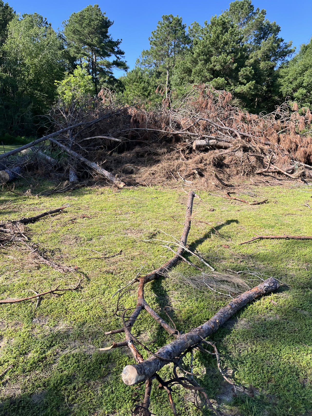 Large pile of limbs and debris before land clearing