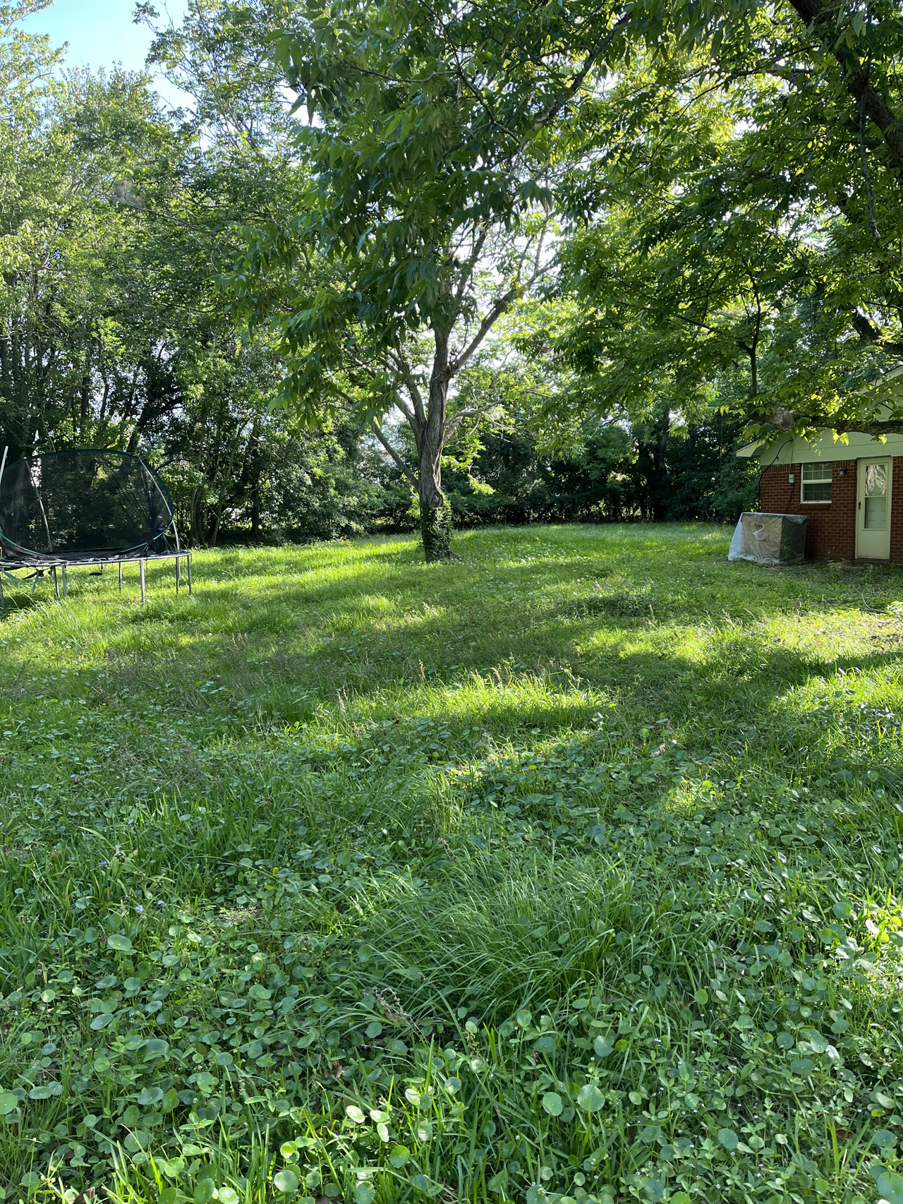 Overgrown residential yard before cleanup