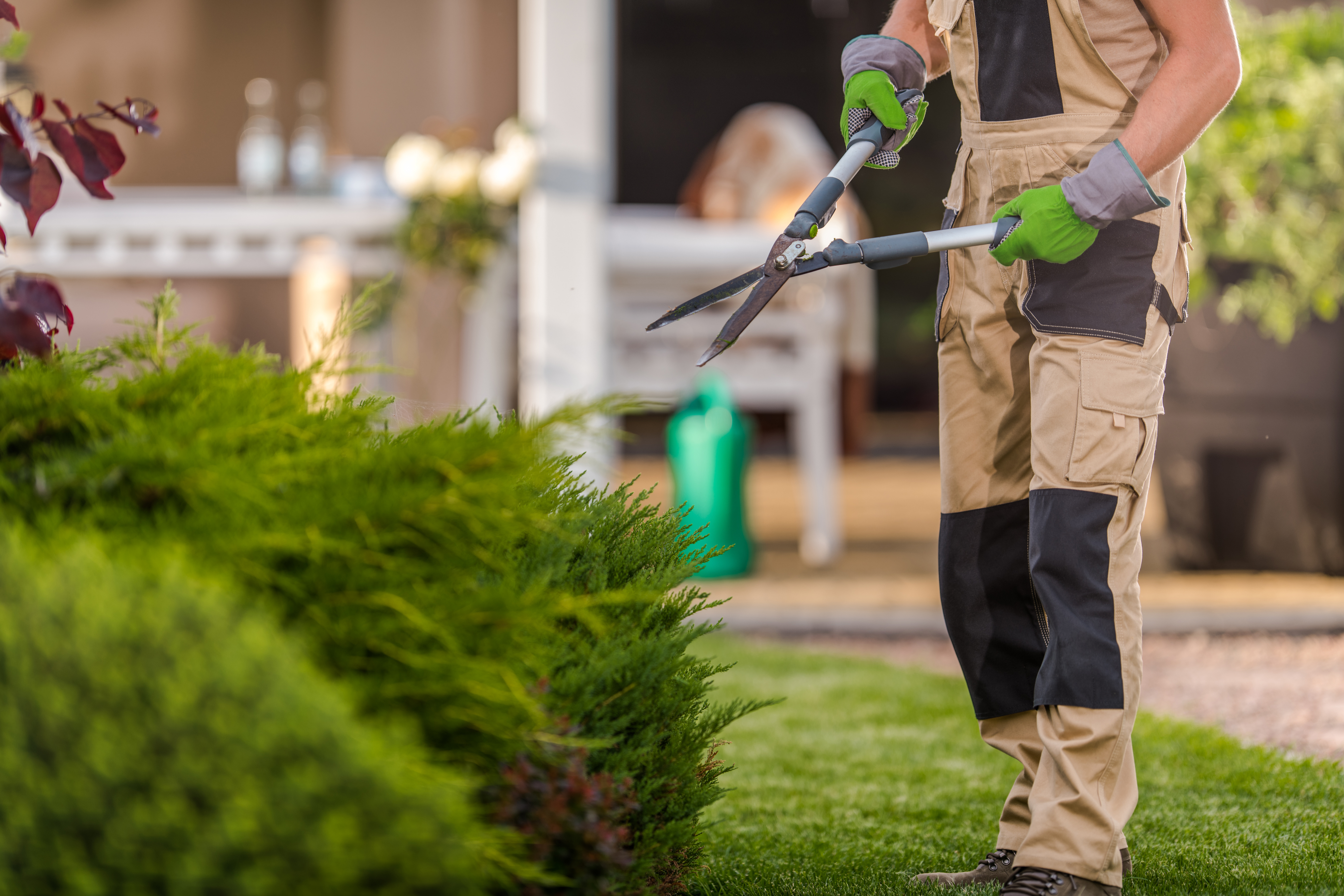 Landscaper trimming hedge in suburban yard